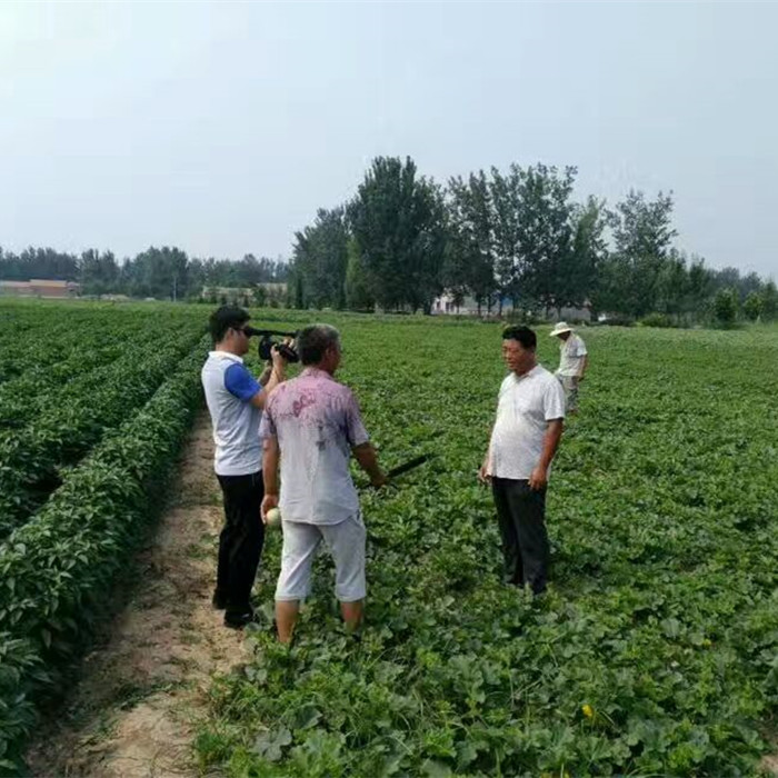 記者采訪鼎牌品種種植戶（魚臺）