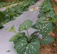 蔬菜種子種植戶客戶點(diǎn)評-無需噴農(nóng)藥的蔬菜，栽培簡單、效益高！