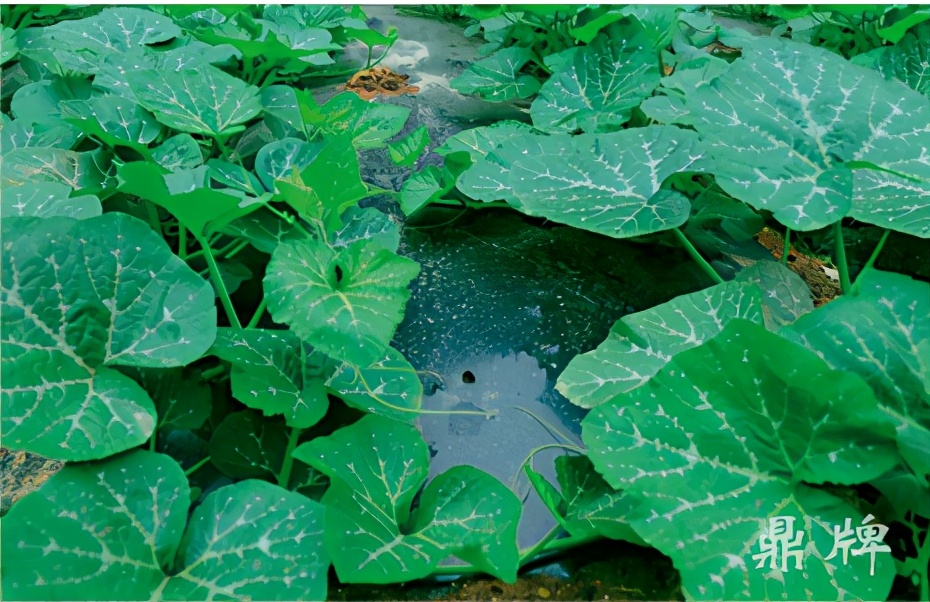 種這種綠葉菜，栽培輕松，畝產(chǎn)值過萬元，菜農(nóng)表示很劃算