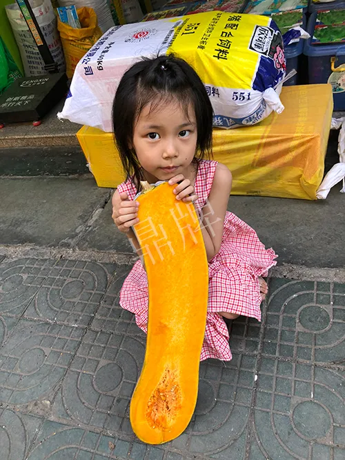 四川農(nóng)戶今年種“健美蜜本”南瓜產(chǎn)量高，品質(zhì)好，感覺巴適得很