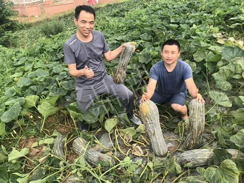 四川農(nóng)戶今年種“健美蜜本”南瓜產(chǎn)量高，品質(zhì)好，感覺巴適得很