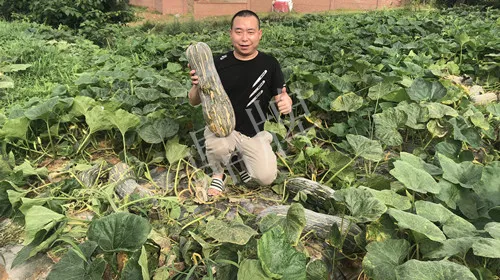 四川農(nóng)戶今年種“健美蜜本”南瓜產(chǎn)量高，品質(zhì)好，感覺巴適得很