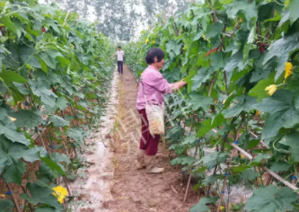 蔬菜種子種植戶客戶點(diǎn)評(píng)-85歲老奶奶，還是種植基地的領(lǐng)頭人，做的怎么樣？一起去看看…